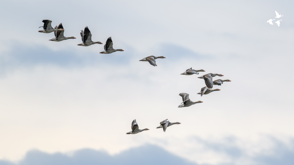 GEESE FLYING V-FORMATION